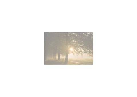 Zonlicht schijnt door pad met bomen 2
