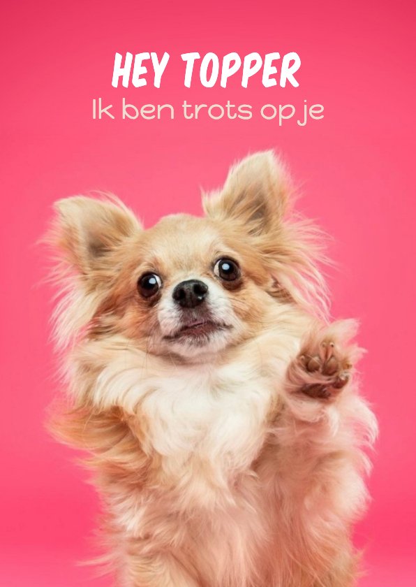grappige-wenskaart-chihuahua-trots-kaartje2go