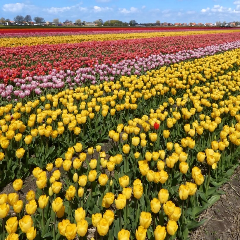 Wenskaart geel tulpenveld rode tulp | Kaartje2go