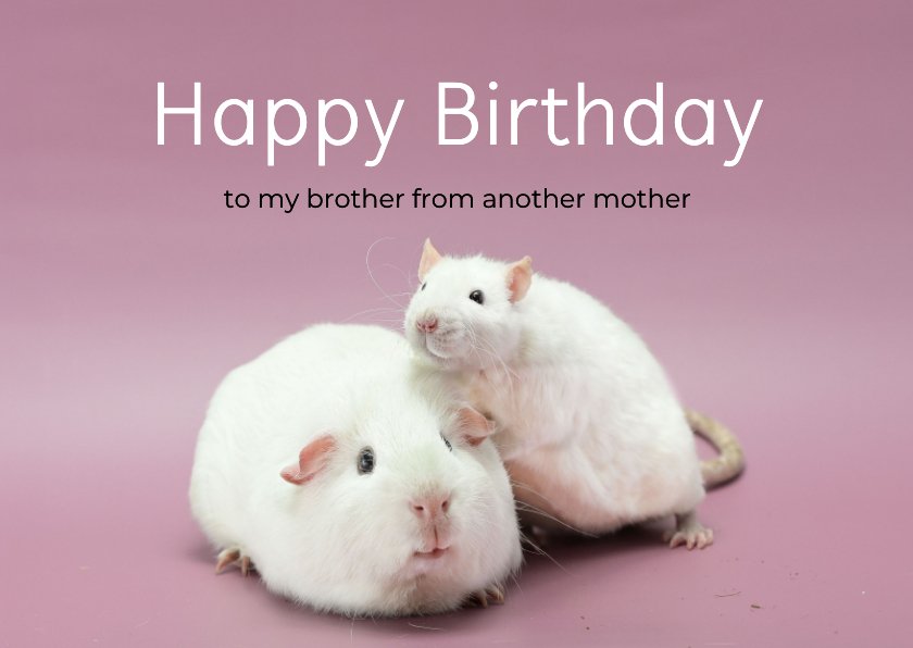 felicitatie-kaart-met-cavia-en-rat-kaartje2go