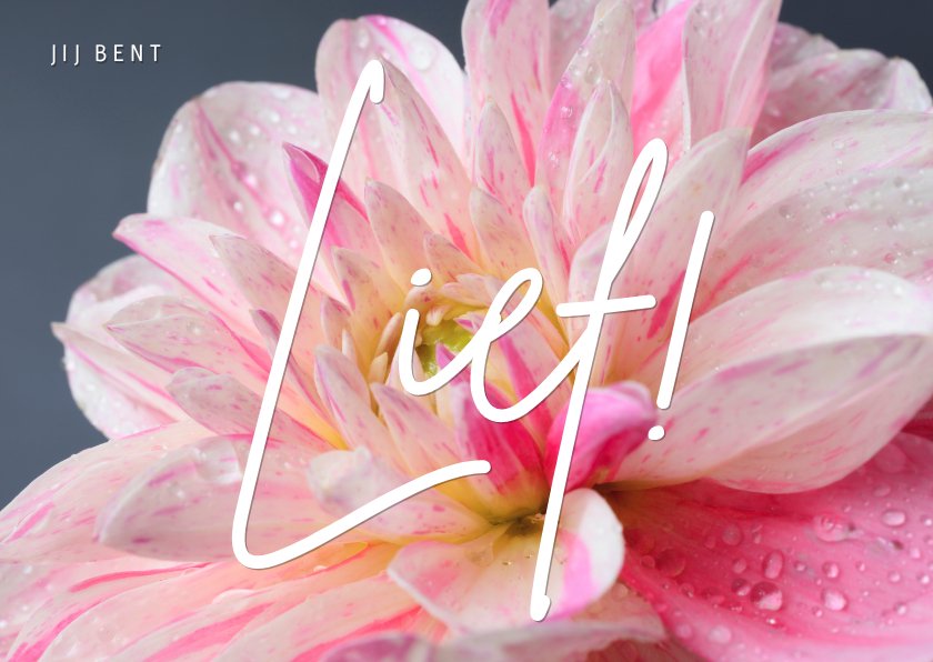 Jij bent lief! met een foto van een roze bloem | Kaartje2go