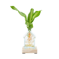 Huisvaasje met Dracaena stekje 1