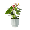Flamingoplant (anthurium)  1