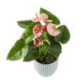 Flamingoplant (anthurium)  2