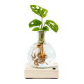 Lichtplantje Monstera 1