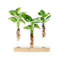 Cadeauset plantjes op water 1