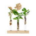 Cadeauset plantjes op water 1