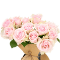 Verse roze brievenbusrozen 2