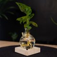 Lichtplantje Monstera 3