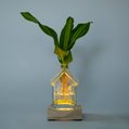 Huisvaasje met Dracaena stekje 3