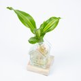 Huisvaasje met Dracaena stekje 2