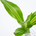 Huisvaasje met Dracaena stekje 5