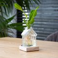 Huisvaasje met Dracaena stekje 6
