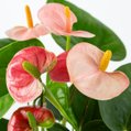 Flamingoplant (anthurium)  4