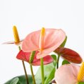 Flamingoplant (anthurium)  3