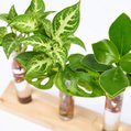 Cadeauset plantjes op water 3