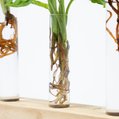 Cadeauset plantjes op water 3
