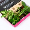 Cadeauset plantjes op water 6