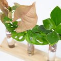 Cadeauset plantjes op water 2