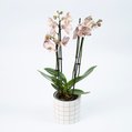 Orchidee Varese 2