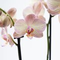 Orchidee Varese 3