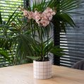 Orchidee Varese 4