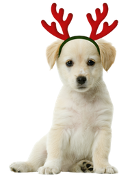 Figuur voor kerstkaart - page hondje met gewei