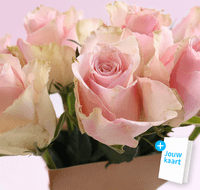 Verse roze rozen 3