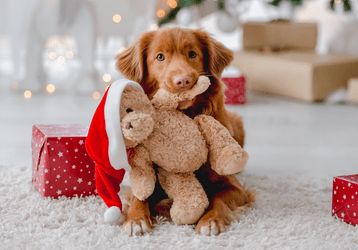 Kerstfoto ideeën hond