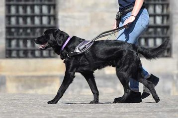 geleidehond op een plein