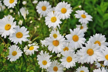Geboortebloem april madeliefje
