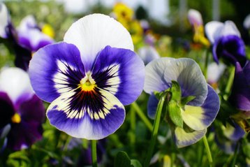 Geboortebloem februari, het viooltje