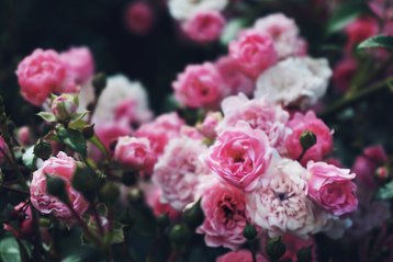 Geboortebloem juni, roos