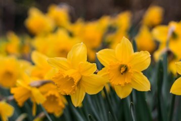 Geboortebloem maart, narcis