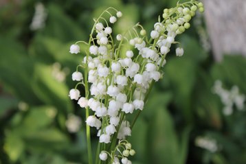 Geboortebloem mei lelietje-van-dalen