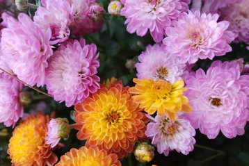 Geboortebloem november, Chrysant