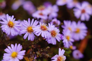Geboortebloem september, Aster