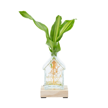 Huisvaasje met Dracaena stekje