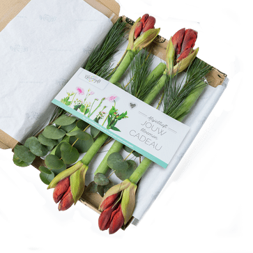 Boeketje rode amaryllissen door de brievenbus