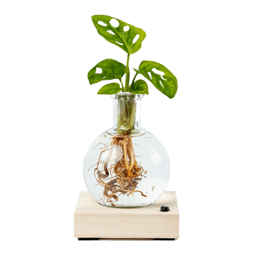 Lichtplantje Monstera