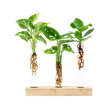 Cadeauset plantjes op water