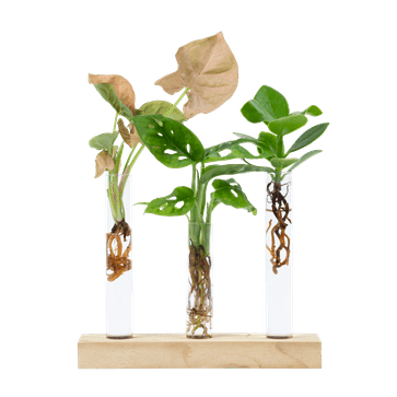 Cadeauset plantjes op water