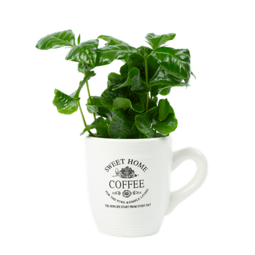 Koffieplantje in mok