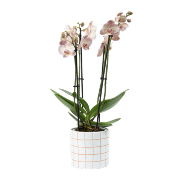 Orchidee Varese