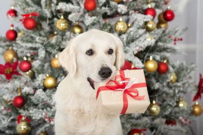 kerstfoto van je hond