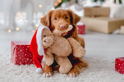 Kerstfoto hond