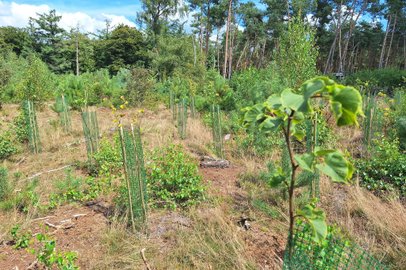 Nieuw bos Lemelerberg 2025