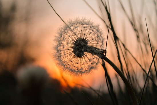 Paardebloem bij zonsondergang