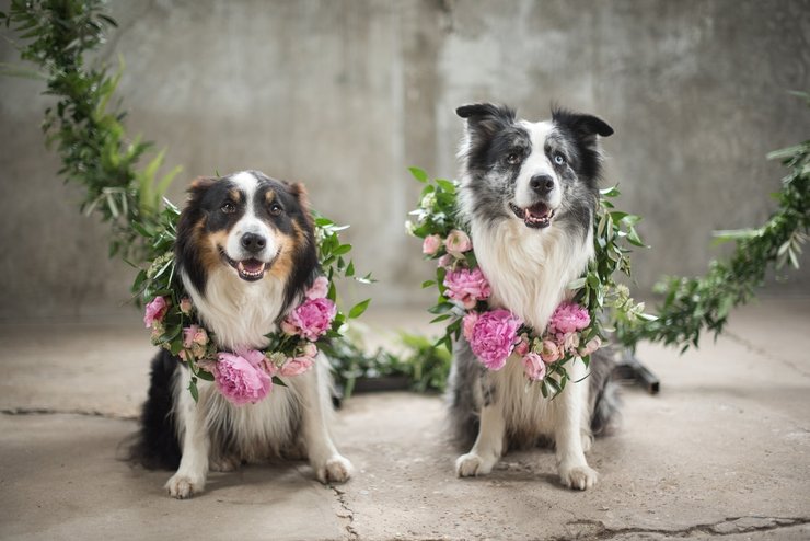 Honden op bruiloft