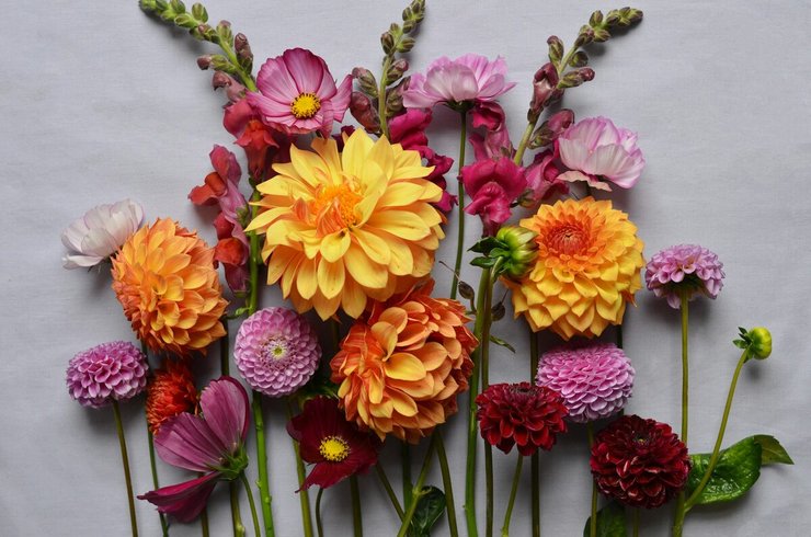 Dahlia's in verschillende kleuren